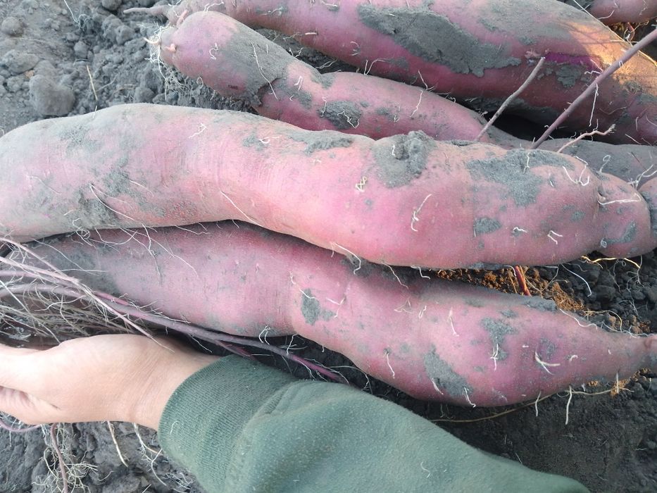 Продам батат різних сортів 70грн/кг