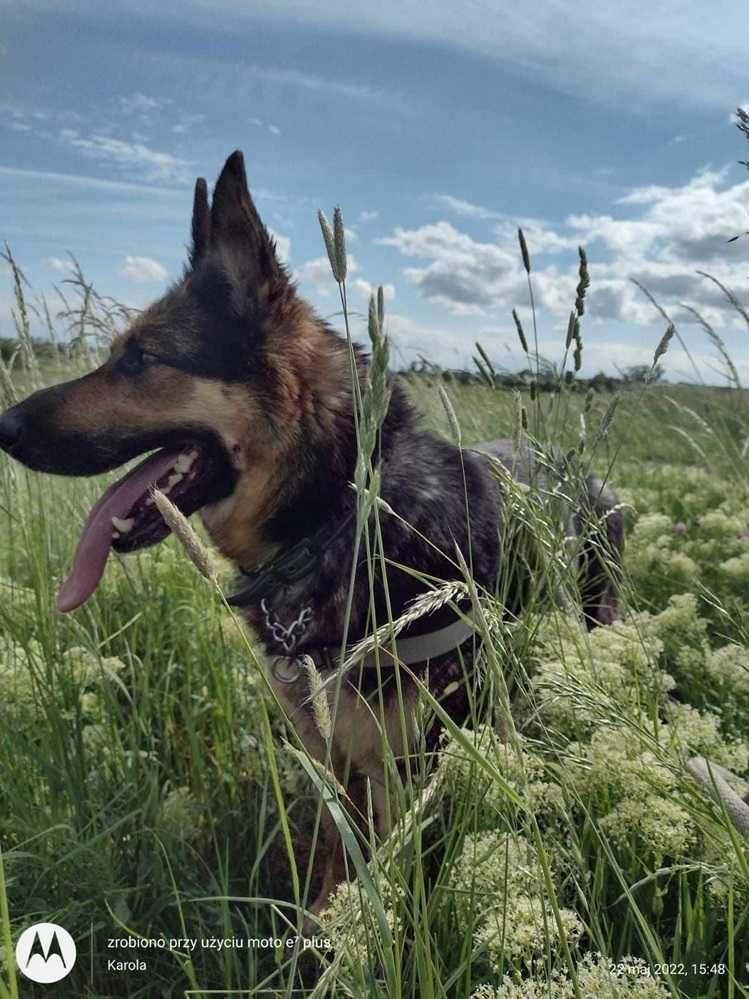 Owczarek niemiecki krótkowłosy, suczka SARA do adopcji