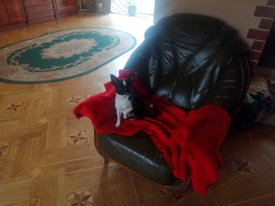 Чихуа-хуа несет голубой,лиловый,шоколадный ген.Вязка-не продажа!