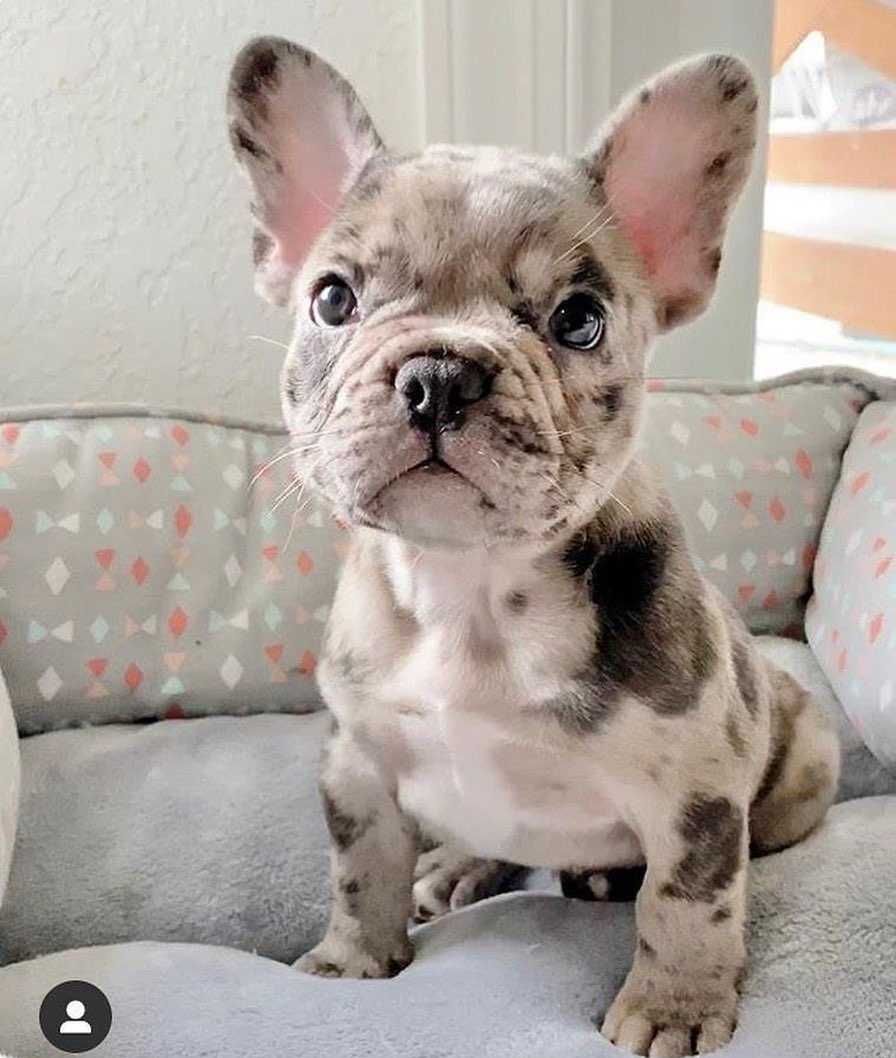 Bulldog Francês Criadora Registada PT3088FL FL