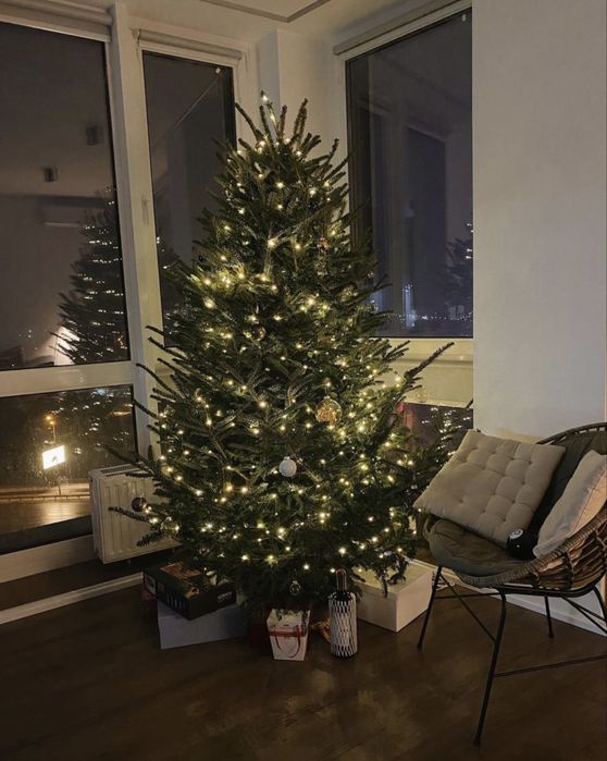 Новорічна ялинка, Ялиця Нордмана, Пихта Нордмана