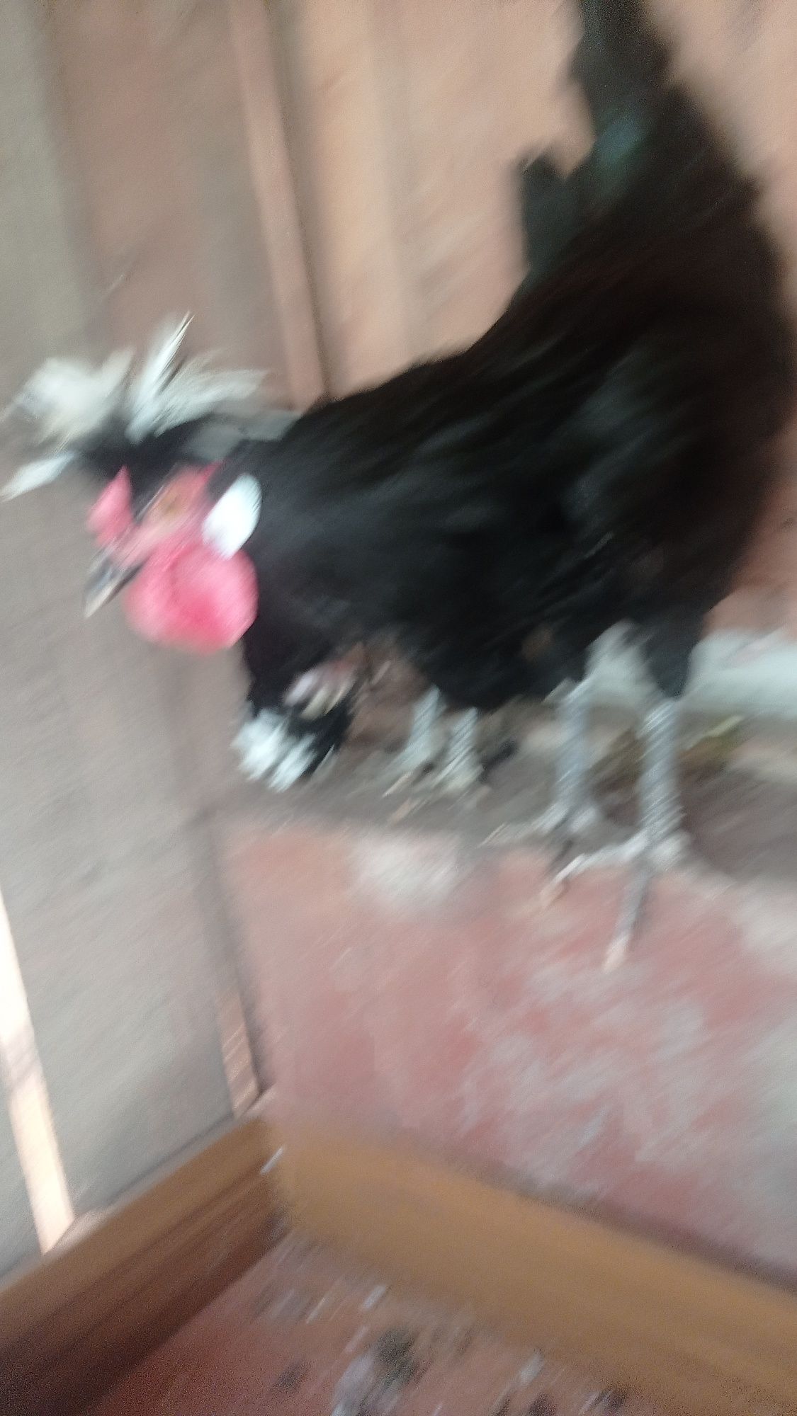 Casal de galinha Pelonesa
