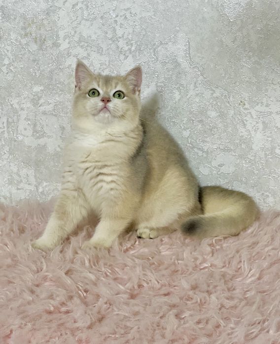 Британська золота шиншилла