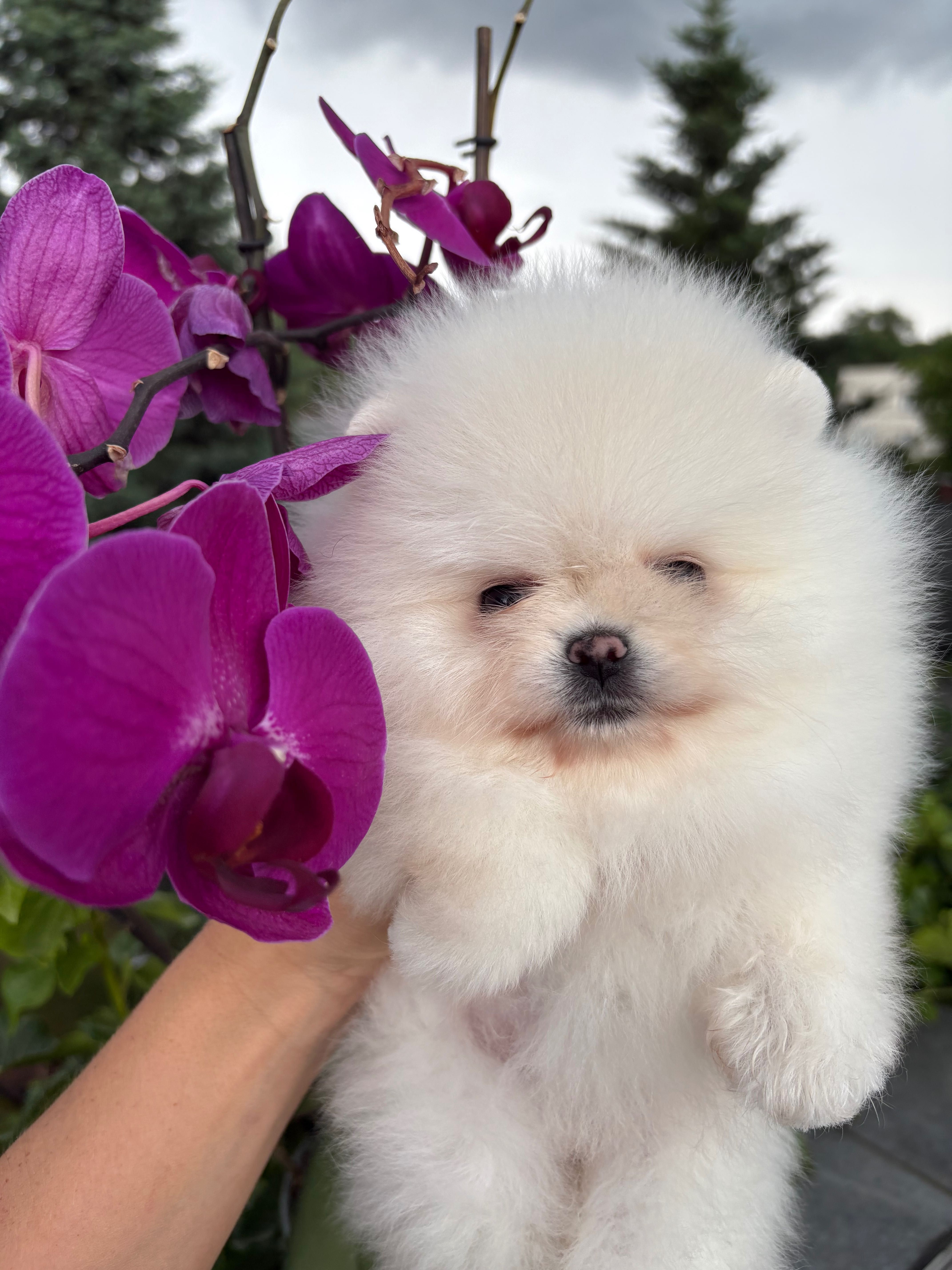 Piękna suczka FCI zkwp krem Pomeranian szpic miniaturowy