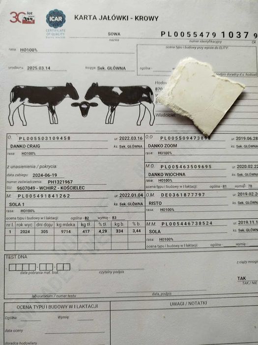 Sprzedam jałowice hodowlaną