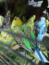 Волнистые попугаи в разных окрасах