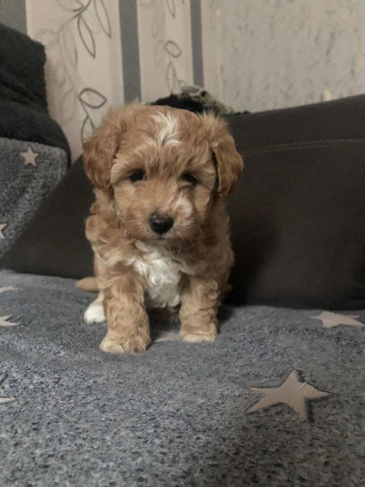 Maltipoo szczeniaki ostatni