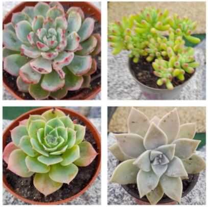 Suculentas em vaso 10,5 cm - 1 €