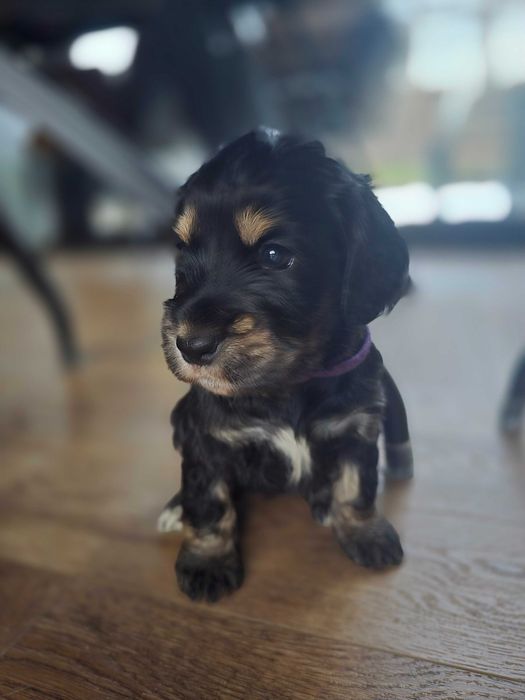 Cocker Spaniel Angielski