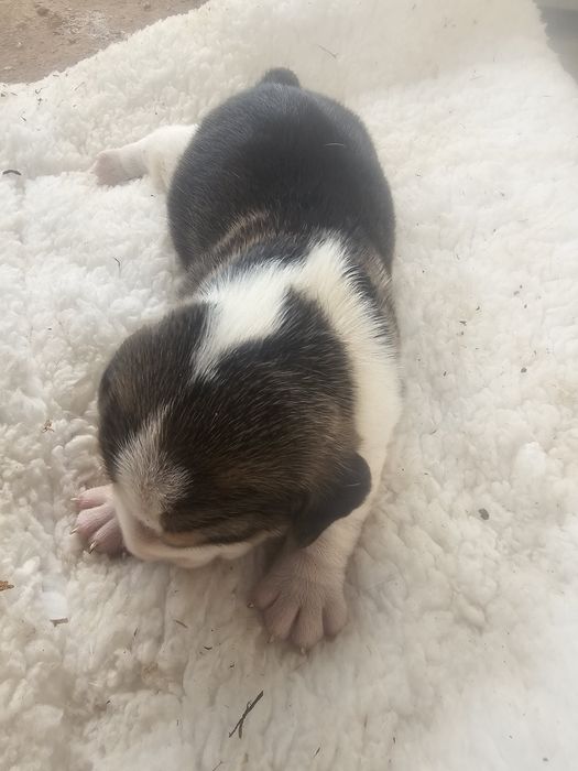 Beagle tricolor disponível