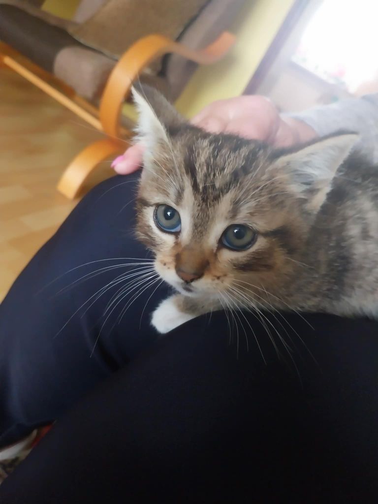 Oddam kotka w dobre ręce.