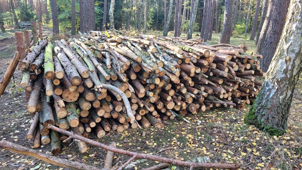 Drewno opałowe suche  Brzoza , sosna , czeremcha , dąb, buk , olcha