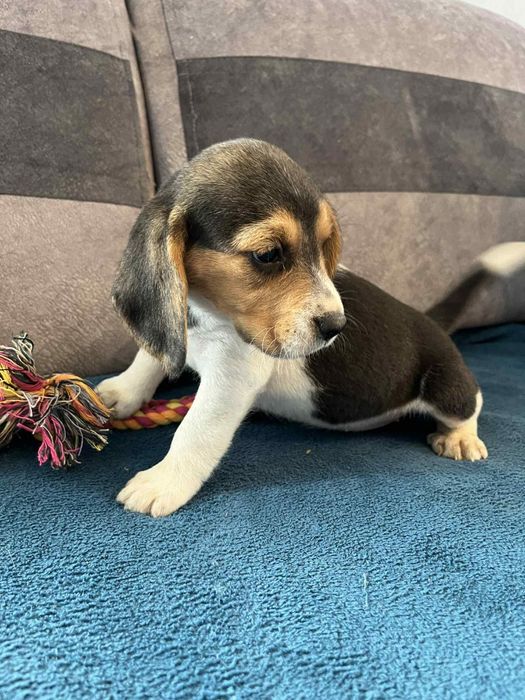 Szczeniak Beagle tricolor