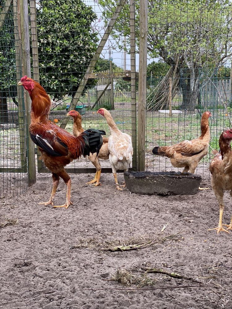 Ovos de indio gigante, gansa e aves disponiveis