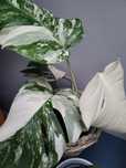 Monstera variegata