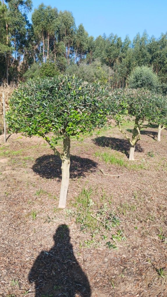 Oliveiras para jardim ou produção