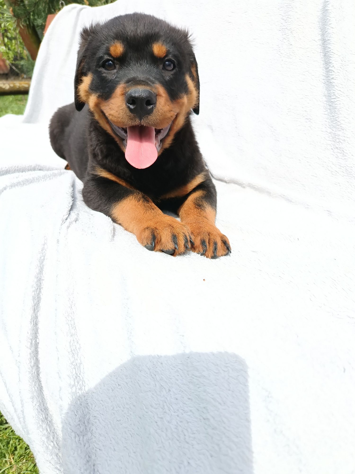 Psy rasowe rottweiler