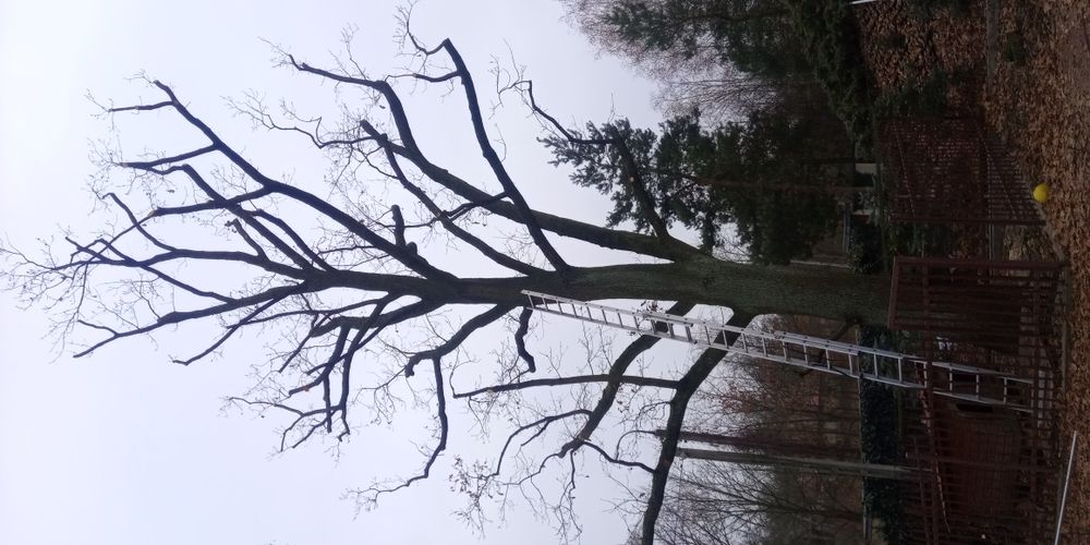 Wycinka pielęg.drzew ,rębak,glebogryzarka,wertykulator, zageszczarka