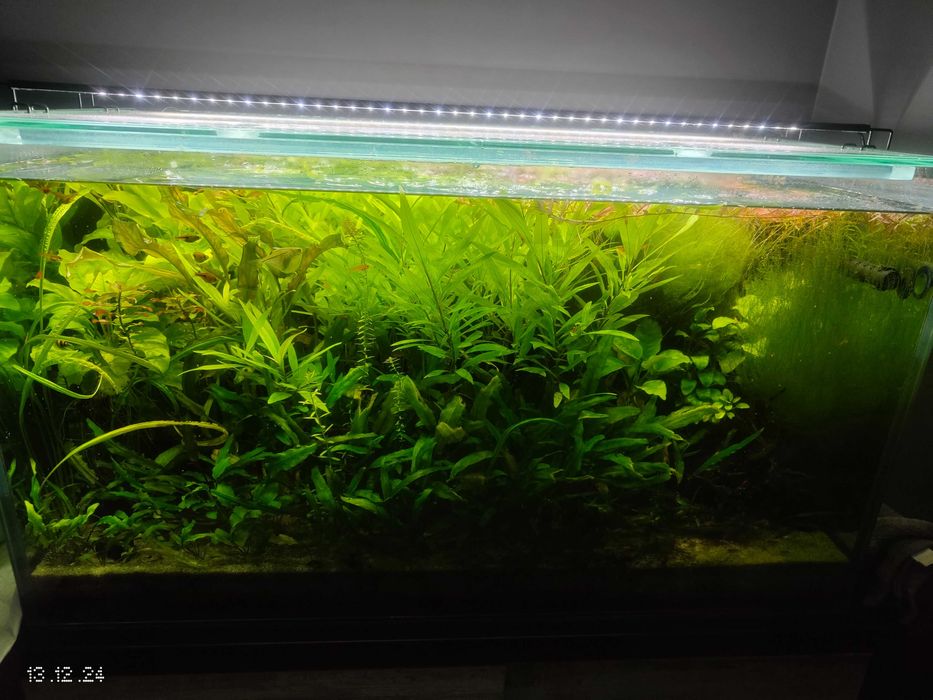 Rośliny akwariowe / BARDZO DUŻA PRZYCINKA