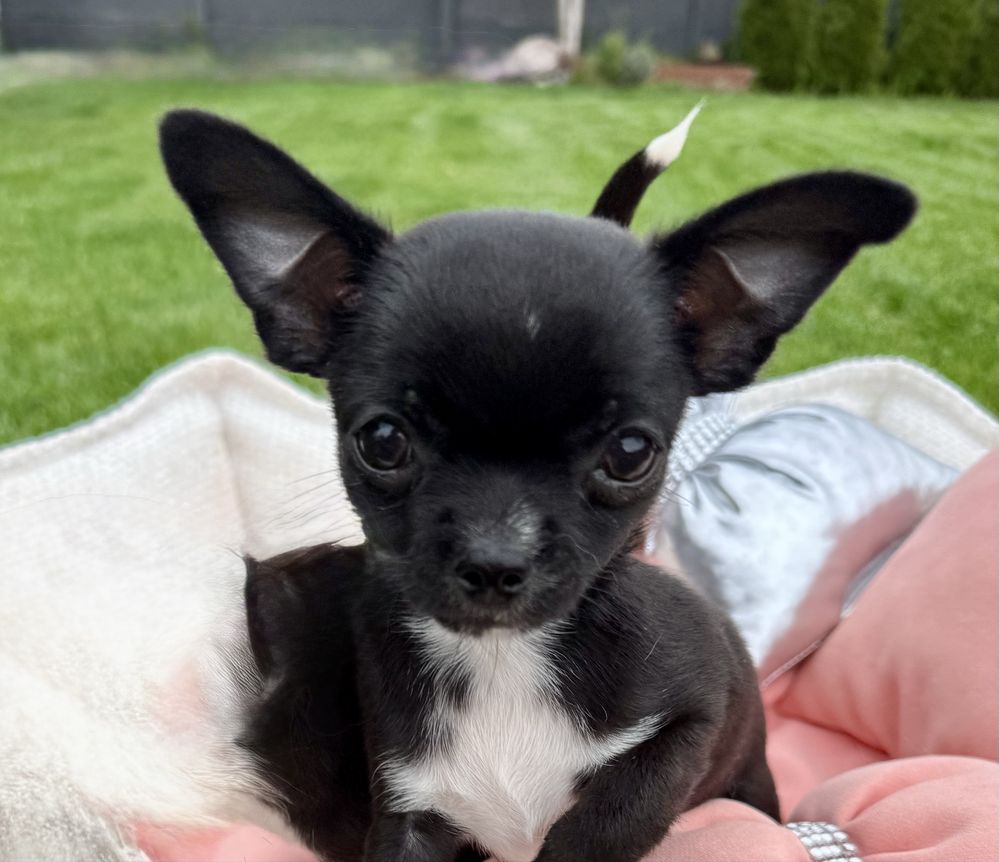 Chihuahua z prawidziwym rodowodem ZkwP FCI