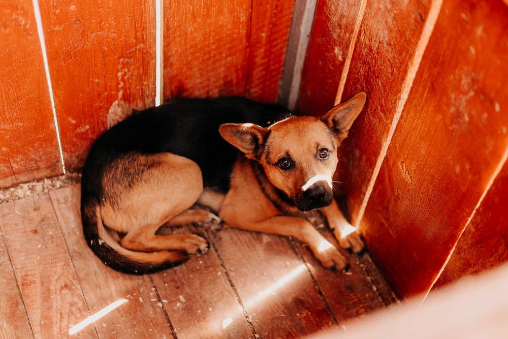 Idol szuka opiekuna, który podejmie się pracy nad jego lękami