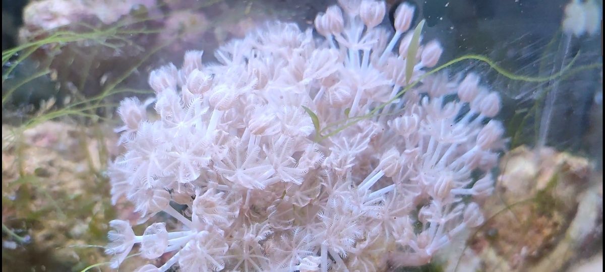 Коралл ксения пульсирующая (Pulsing Xenia)