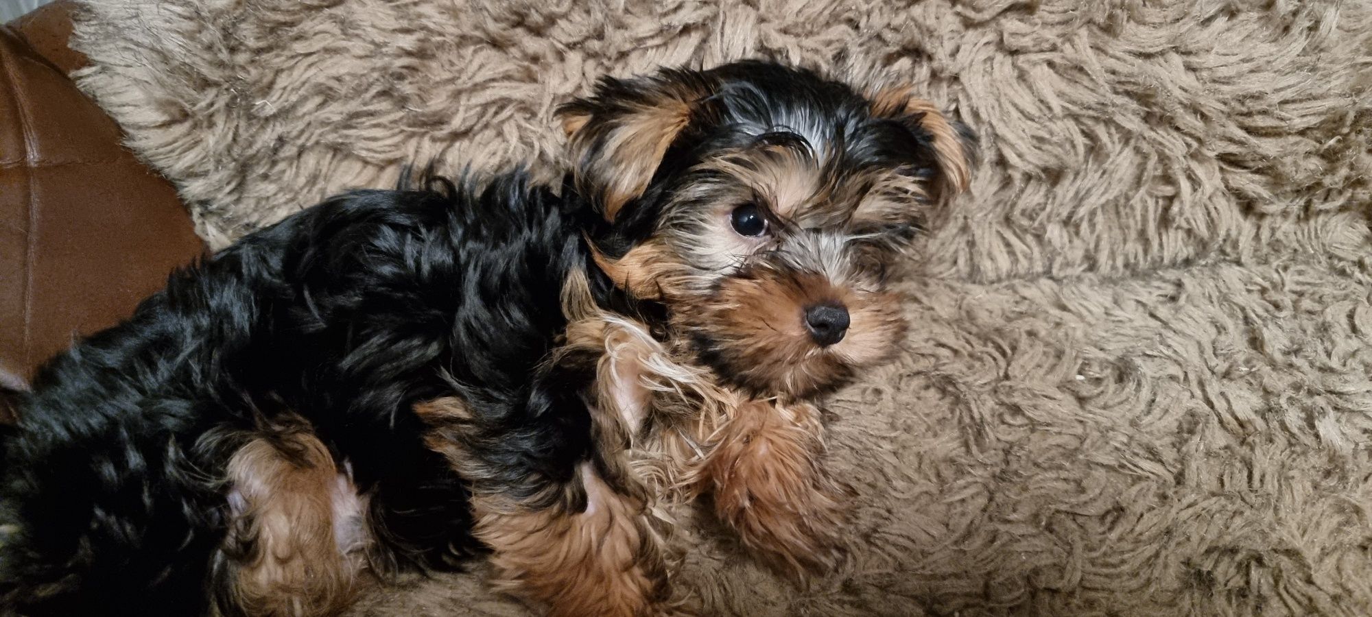 Yorkshire terrier,  york standard, nie  minipiesek