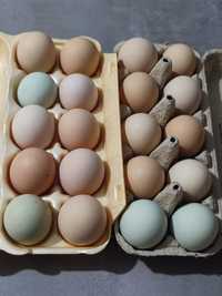 Jaja lęgowe mix rasowy kury nioski