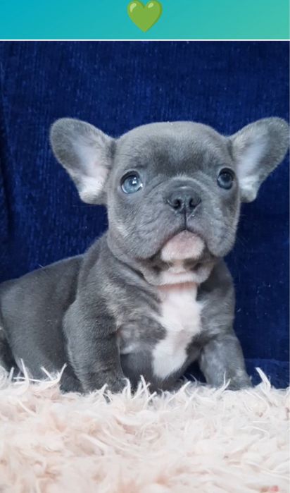 Ваша мечта тут! Голубой щеночек мальчик