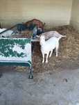 Rebanho de 7 cabras