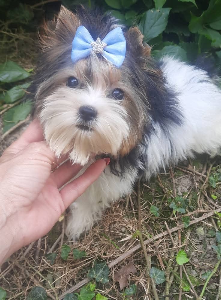 Yorkshire terrier l biewer miniaturka chlopak
