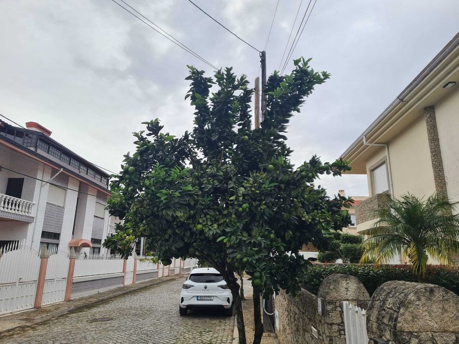 Serviço de Poda Técnica de Árvores Frutíferas e Ornamentais