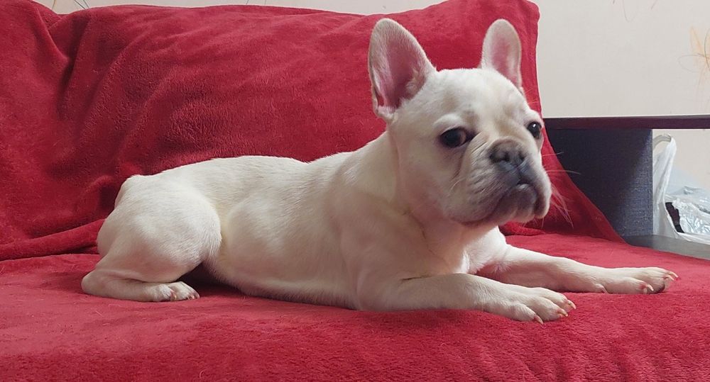 Платинова франечка