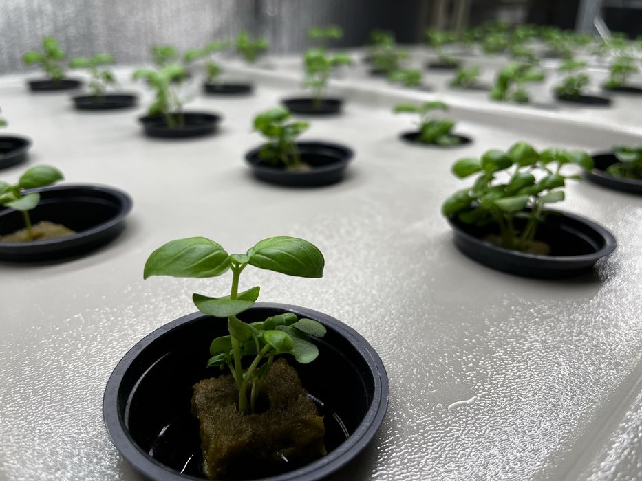 Лотки для гідрапоніки 195 см на 70 см