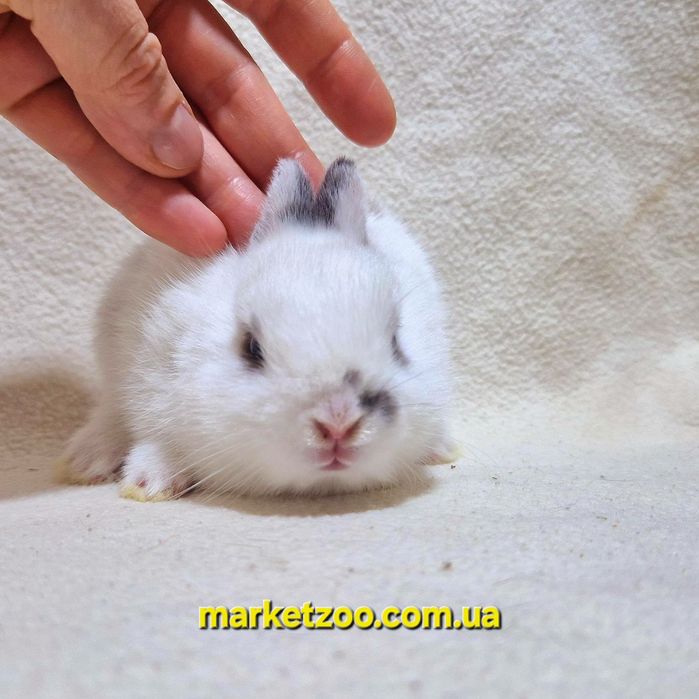 Красунчики міні оптом і вроздріб