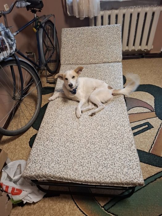 Прилаштовується безкоштовно