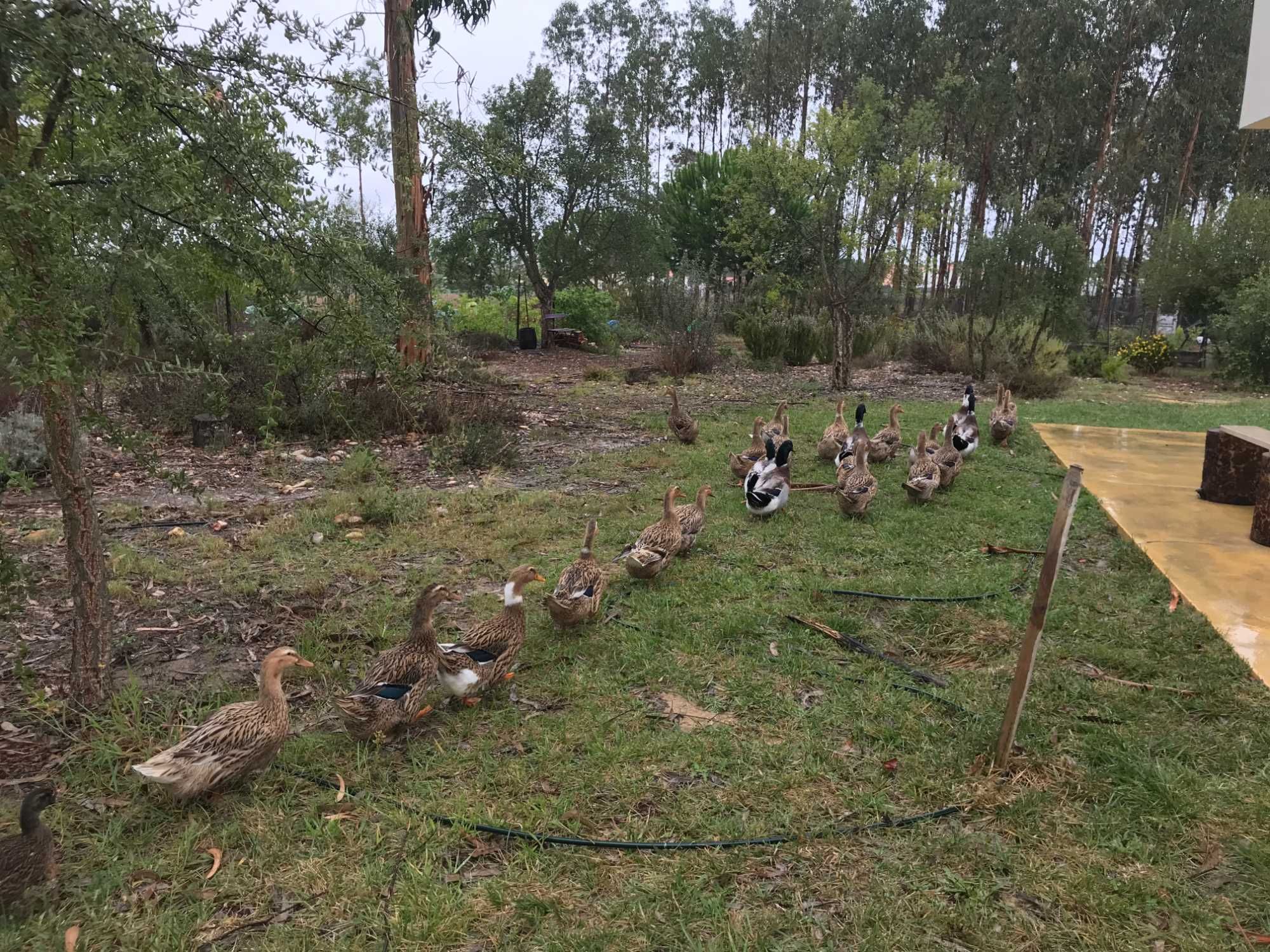 Patos Rouen BIO, para criar, adultos e ovos fecundados