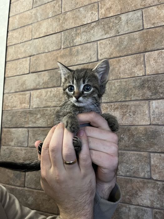 Віддам котиків в добрі руки