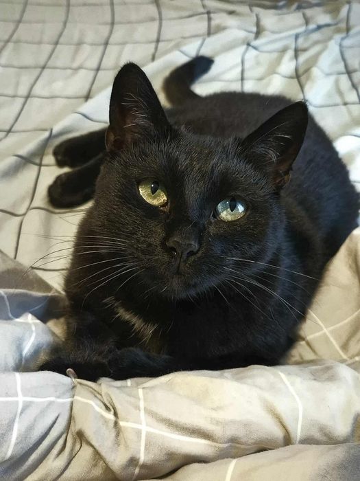 Nieśmiała, ale pełna czułości kotka Czarnulka vel Lalka szuka opiekuna