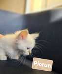 Piorun- Święty Kot Birmański