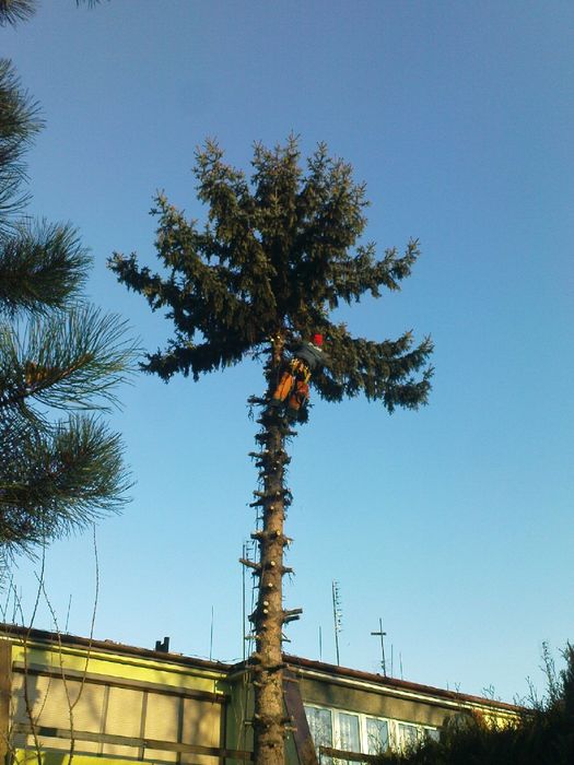 Wycinka drzew oraz krzewów