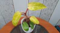 Philodendron 'Painted Lady’