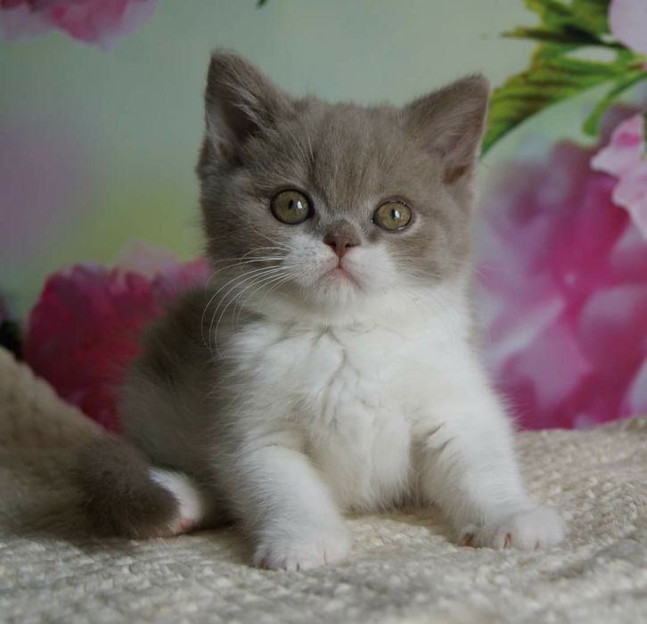 Шотландский котёнок