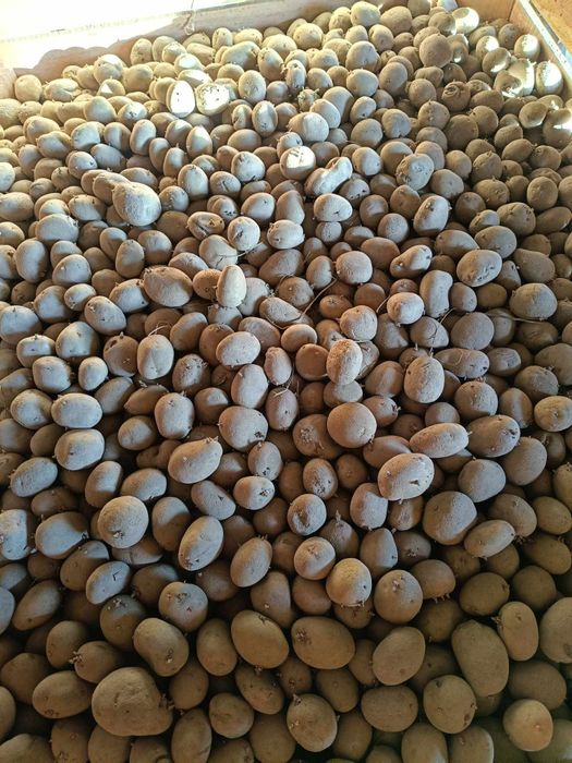 Ziemniaki Catania / Jurek wielkość sadzeniaka