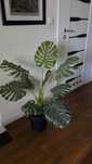 Monstera - duża, ozdobna roślina doniczkowa