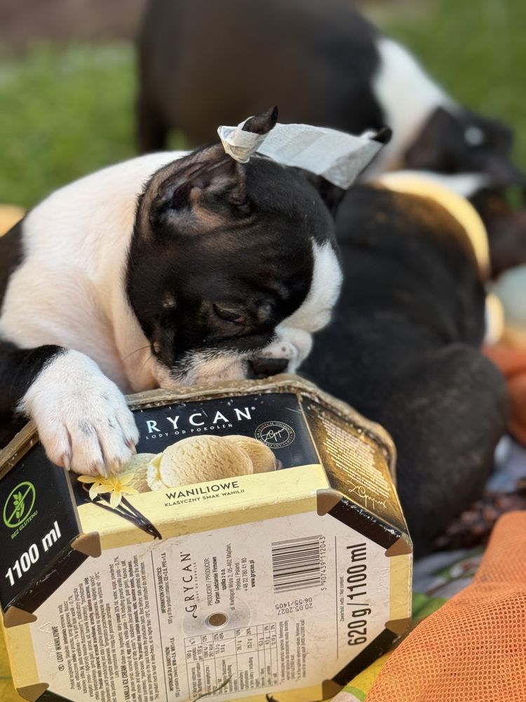Boston terrier cudny chlopiec