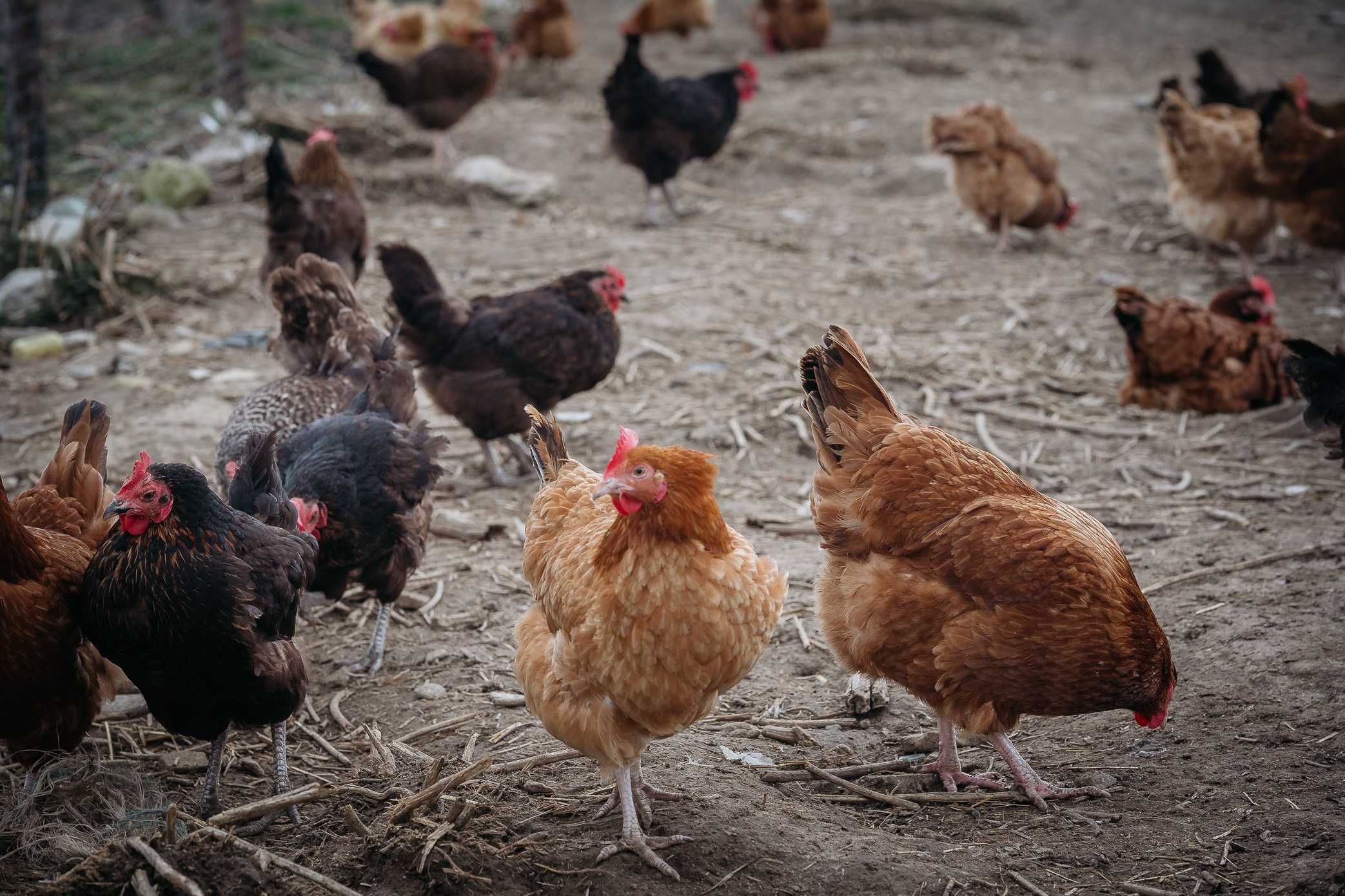 kury kurki nioski rosa leghorn transport Biała Podlaska