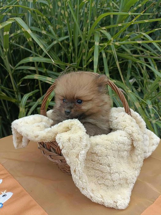 Wzorcowa suczka Małego Szpica niemieckiego rodzice FCI