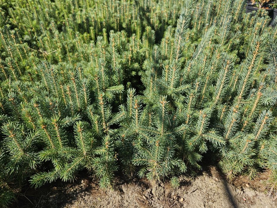 Świerk srebrny - 2,5 letni