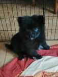 Pomeranian boo black